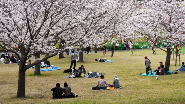 Hanami