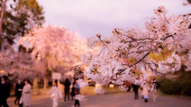 Hanami