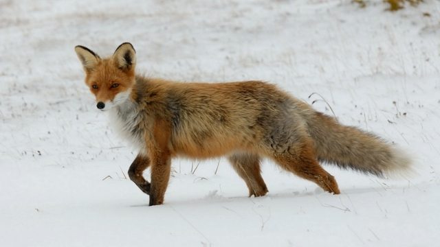 Vulpes Vulpes